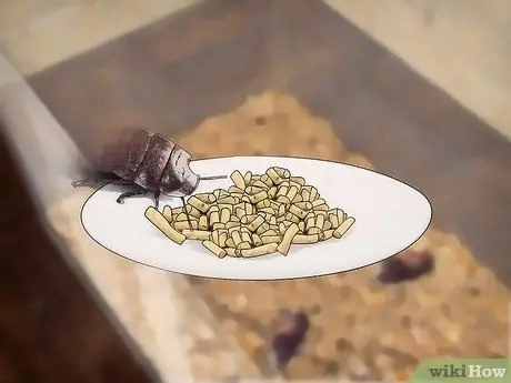 Порода шипящих тараканов Шаг 9