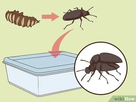 Уход от супер червей Шаг 10