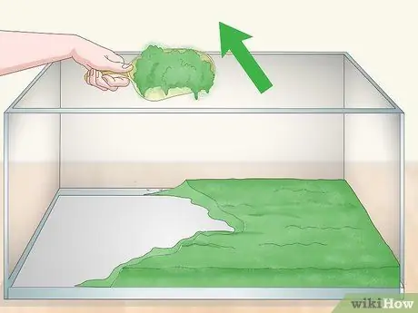 Уход за мадагаскарским шипящим тараканом Шаг 11