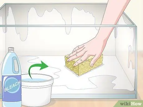 Уход за мадагаскарским шипящим тараканом Шаг 12