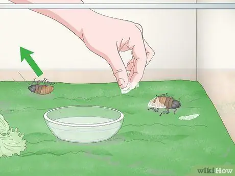 Уход за мадагаскарским шипящим тараканом Шаг 13