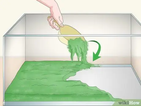 Уход за мадагаскарским шипящим тараканом Шаг 2