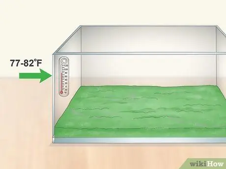 Уход за мадагаскарским шипящим тараканом Шаг 4