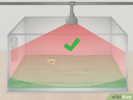 Уход за мадагаскарским шипящим тараканом Шаг 5