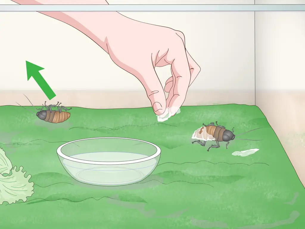 Три способа ухаживать за мадагаскарским шипящим тараканом