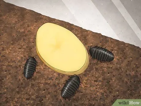 Поймать Isopod Шаг 13