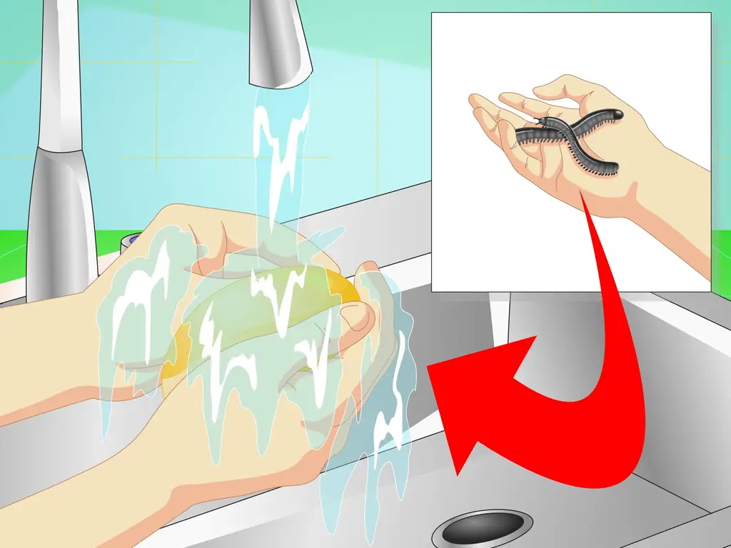 Как создать среду обитания для многоножки (с иллюстрациями)