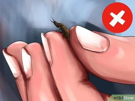 Найдите муравейника и ухаживайте за ним Шаг 11