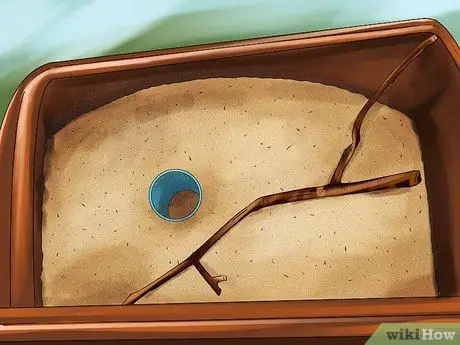 Найдите муравейника и ухаживайте за ним Шаг 3