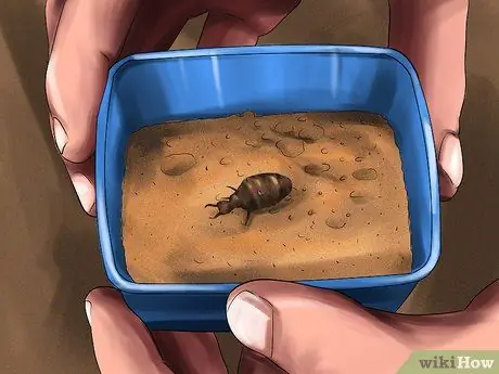 Найдите муравейника и ухаживайте за ним Шаг 6