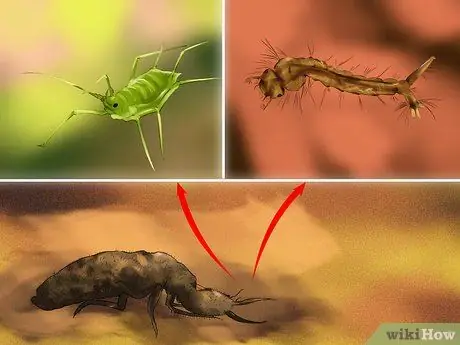 Найдите муравейника и ухаживайте за ним Шаг 7