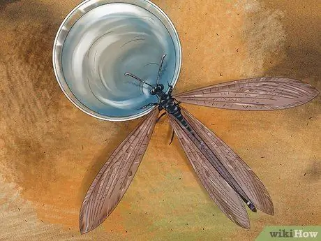 Найдите муравейника и ухаживайте за ним Шаг 8