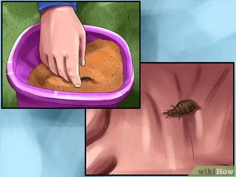 Найдите муравейника и ухаживайте за ним Шаг 9