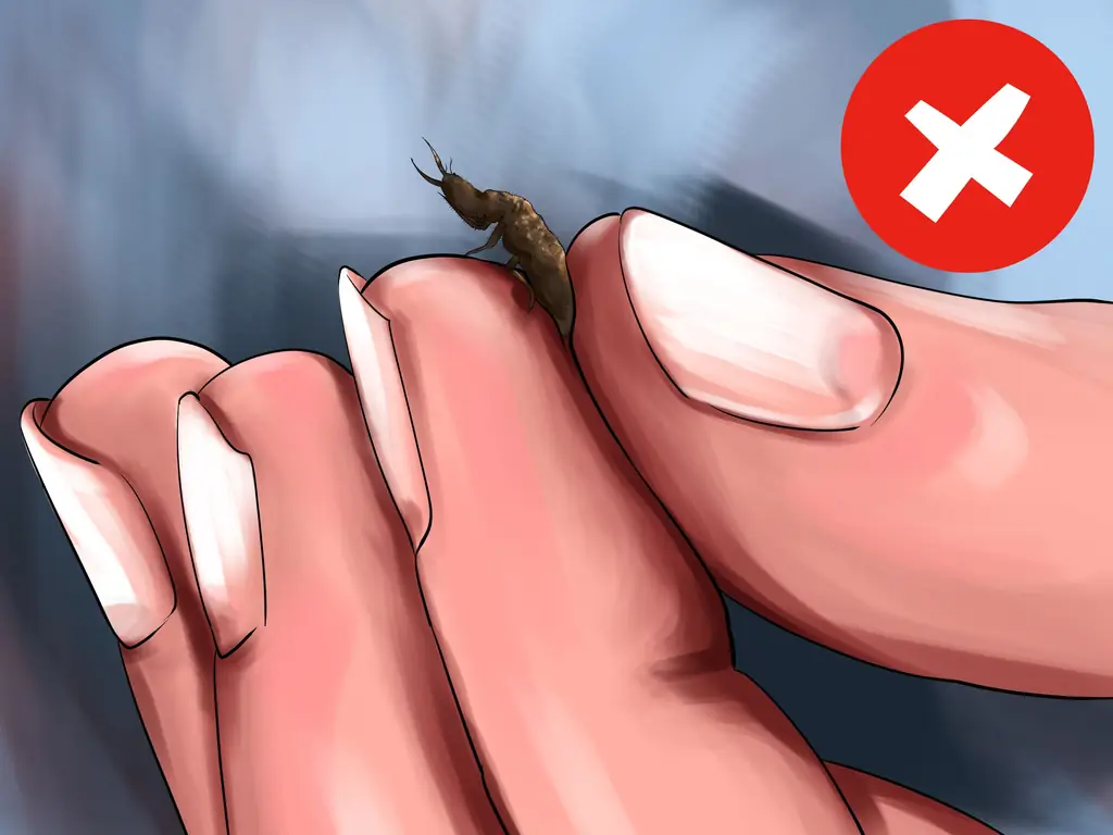 3 способа найти муравейника и ухаживать за ним