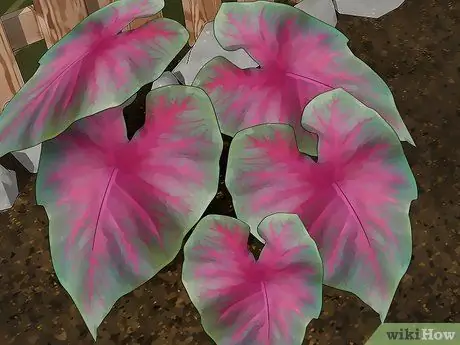 Избавьтесь от кружевных жучков в цветочном саду Шаг 10