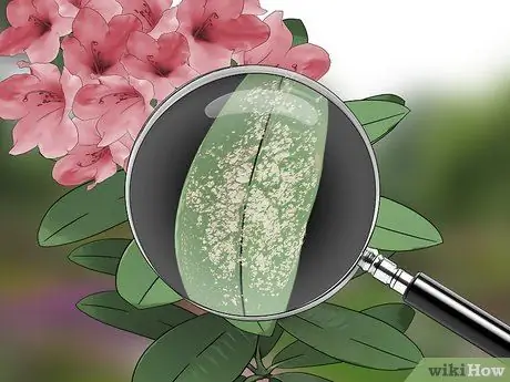 Избавьтесь от кружевных жучков в цветочном саду Шаг 5