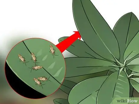 Избавьтесь от кружевных жучков в цветочном саду Шаг 6