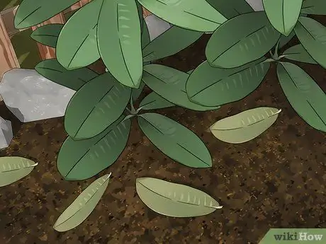 Борьба с кружевными ошибками в цветочном саду Шаг 7