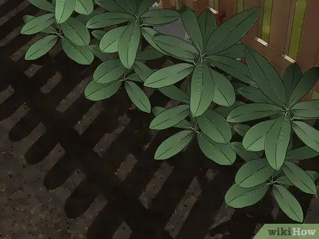 Избавьтесь от кружевных жучков в цветочном саду Шаг 8