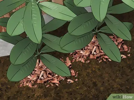 Борьба с кружевными ошибками в вашем цветочном саду Шаг 9