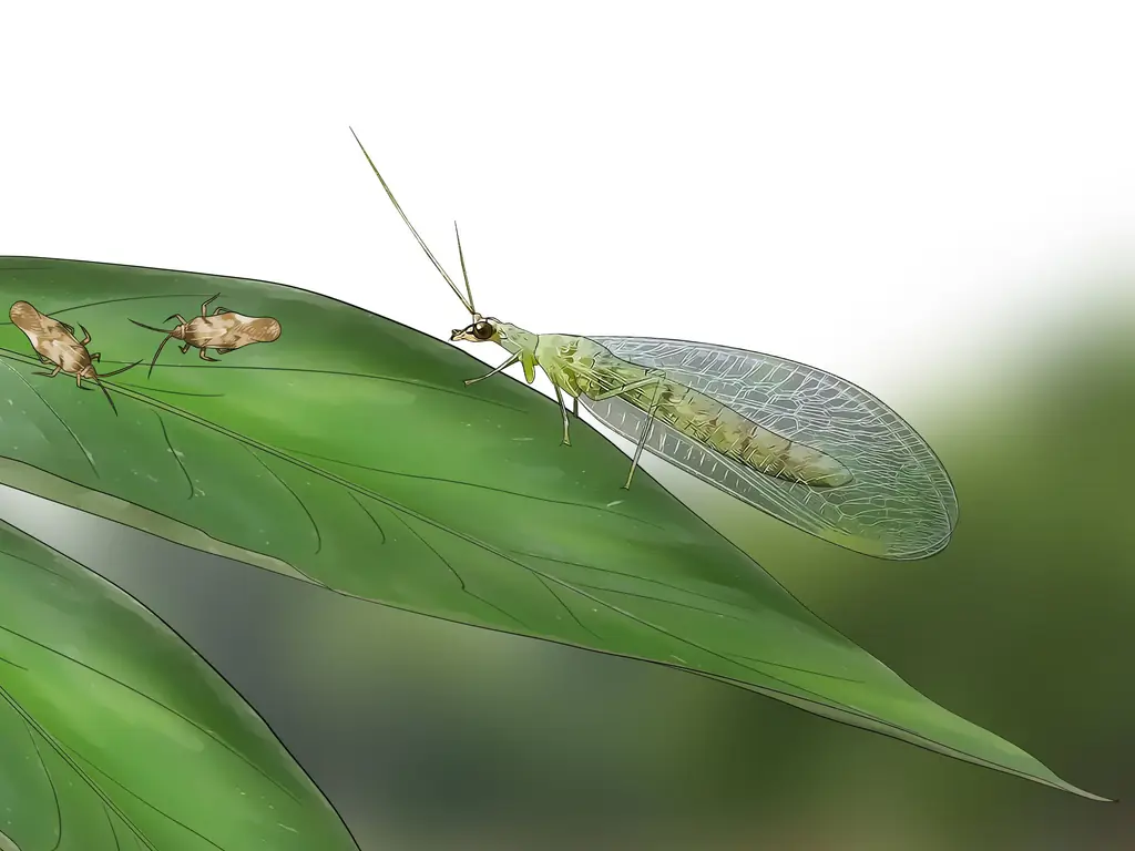 3 способа борьбы с кружевными жучками в цветочном саду