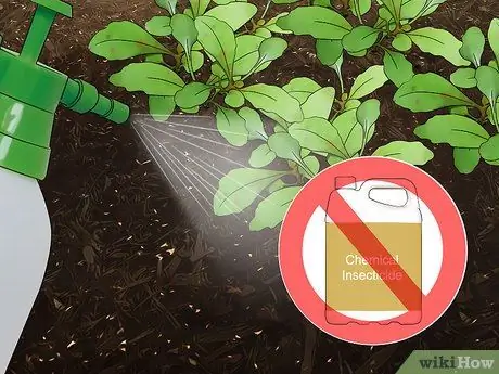 Привлечение жуков-убийц, шаг 4