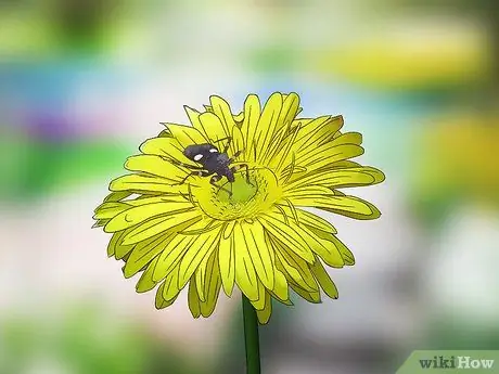 Привлечь жуков-убийц Шаг 6