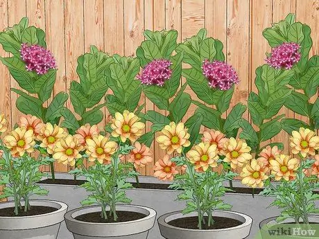 Привлечь жуков-убийц Шаг 8