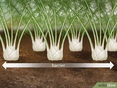 Привлечь жуков-убийц Шаг 9