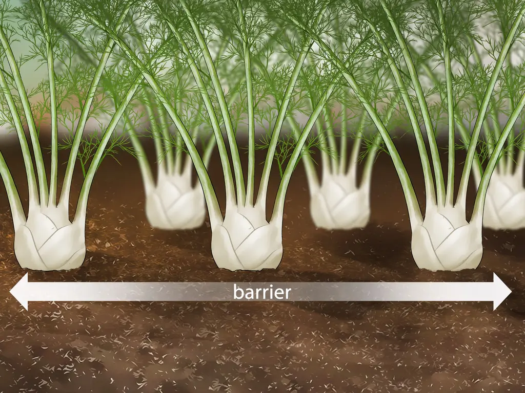 Как привлечь жуков-убийц: 9 шагов (с иллюстрациями)