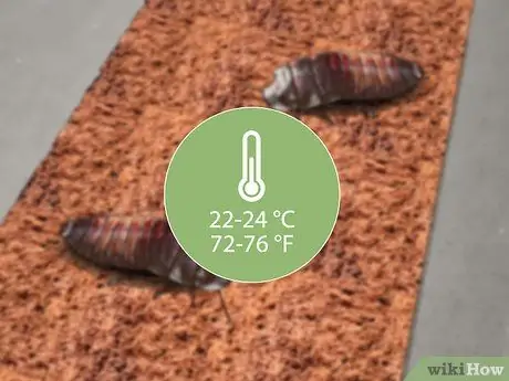 Создайте домик для шипящих тараканов, шаг 7