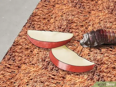 Создайте домик для шипящих тараканов Шаг 8