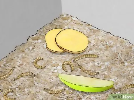 Уход от мучных червей Шаг 4