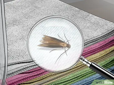 Определить мотыльков Шаг 11