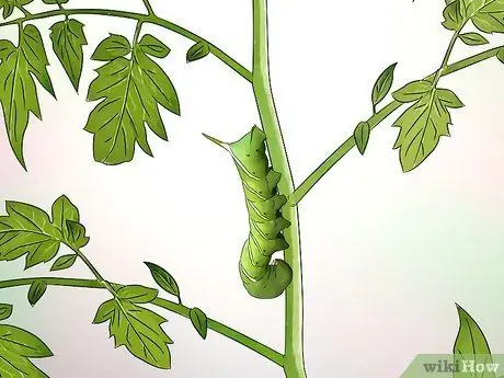 Определение мотыльков Шаг 12