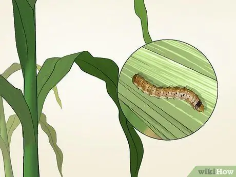 Определение мотыльков Шаг 13