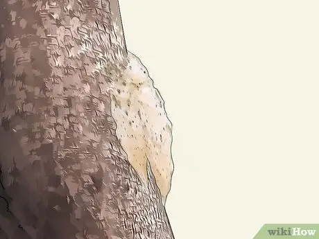 Определить мотыльков Шаг 6