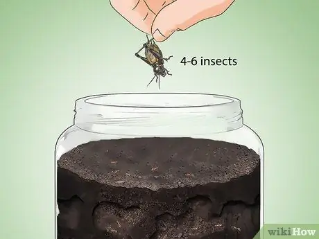 Уход за муравьями Шаг 10