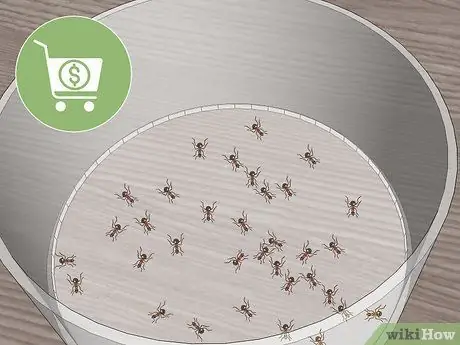 Уход за муравьями Шаг 5