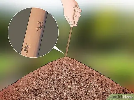 Уход за муравьями Шаг 6