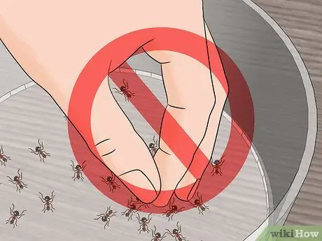 Уход за муравьями Шаг 8