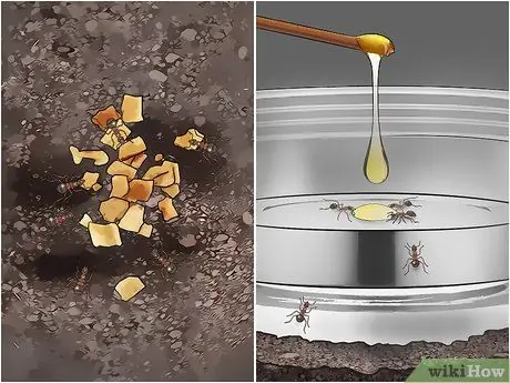 Уход за муравьями Шаг 9