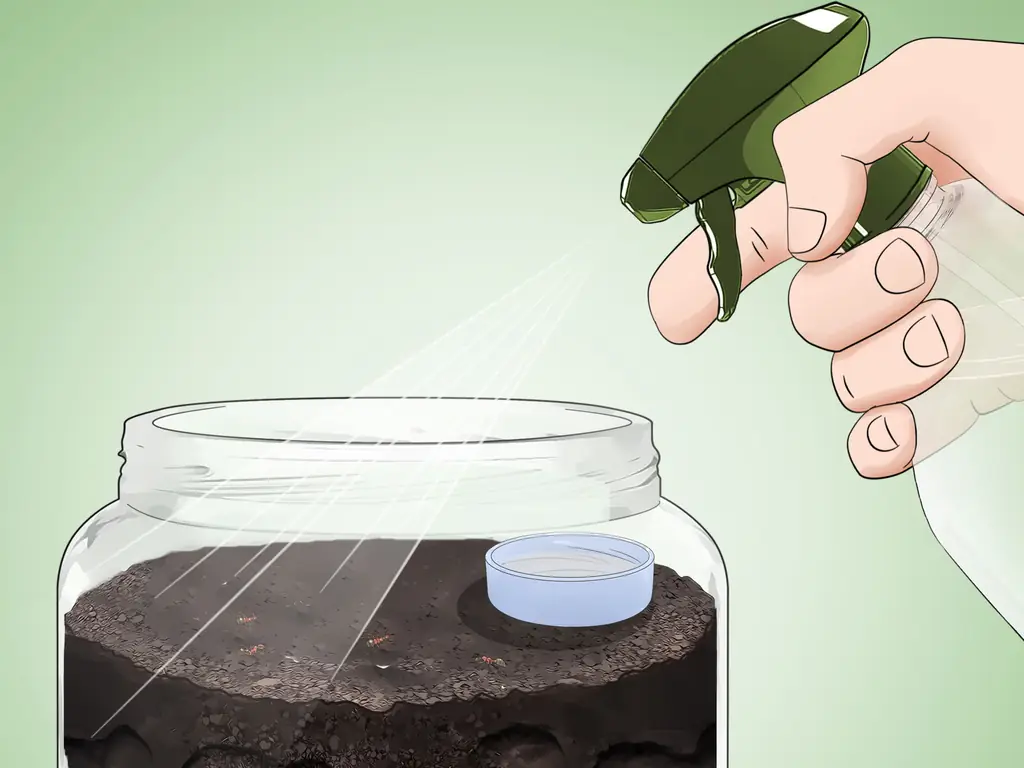 Как ухаживать за муравьями: 12 шагов (с иллюстрациями)