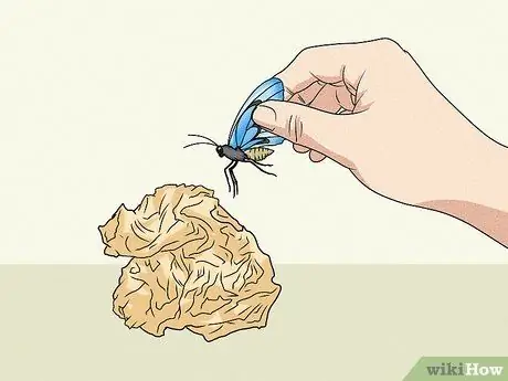 Сделайте кормушку для бабочек Шаг 3