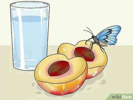 Сделайте кормушку для бабочек Шаг 9