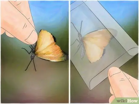 Лови бабочек Шаг 10