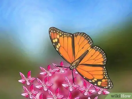 Поймать бабочек Шаг 11