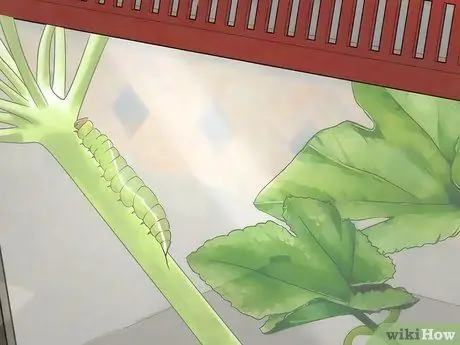 Поймать бабочек Шаг 12