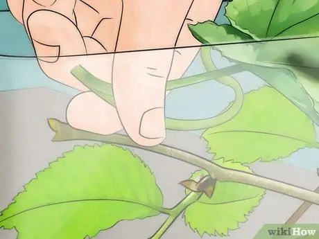 Поймать бабочек Шаг 13