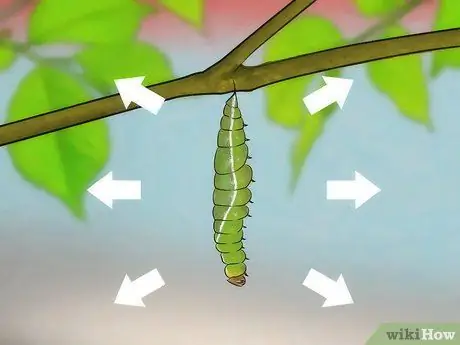 Поймать бабочек Шаг 15